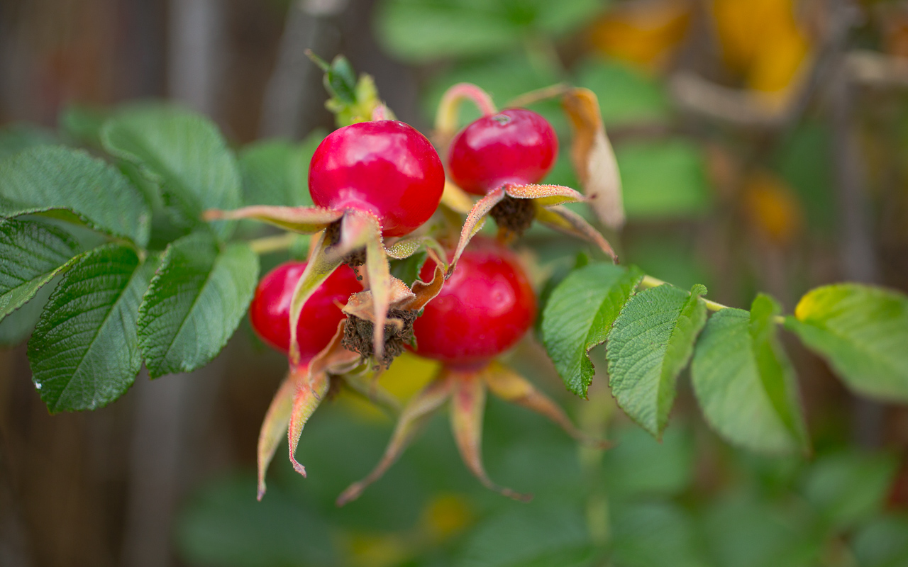 Rose Trivia Questions And Answers Rose hip