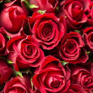 Are You Bunny, Cat, Fox, Or Deer Pretty? Quiz Rose