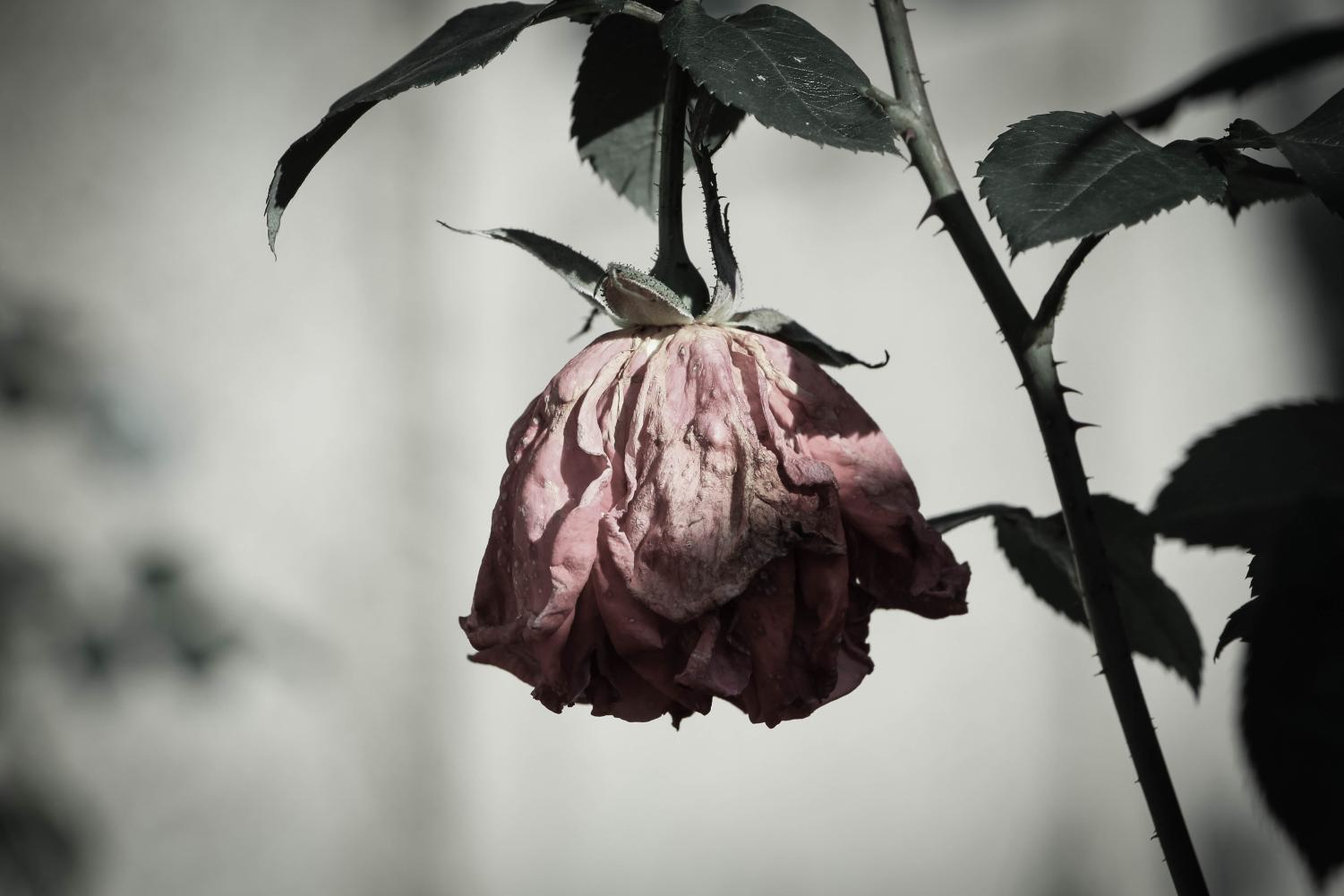 Sadness withered rose flower