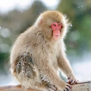 20 Trivia Questions & Answers From Brain Freeze To Big Easy Quiz Tibetan macaque