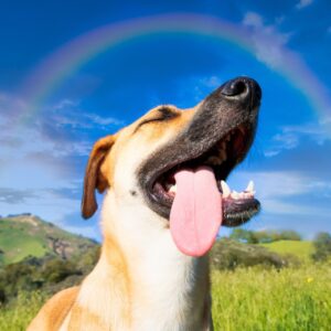 20 Trivia Questions & Answers From Games To Greek Myths Quiz Dog