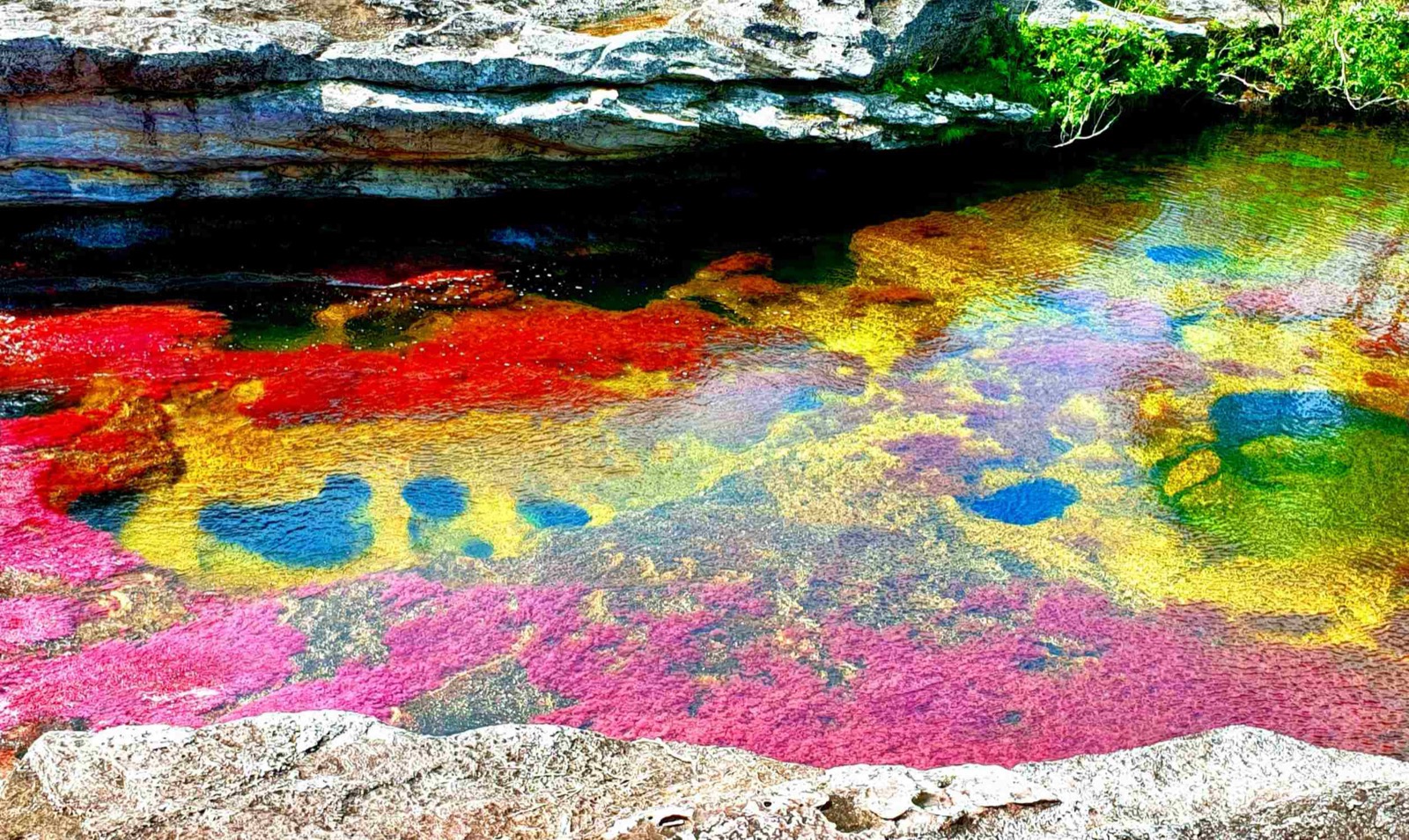 Only 1% Can Master This Impossible Flag Quiz Cano Cristales, Colombia