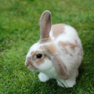Easter Trivia Quiz Bunny