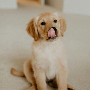 Are You More Pesto Or Moo Deng? Quiz Dog