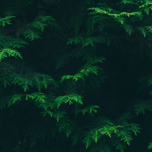 Which Apple Metaphor Are You? Quiz Forest green