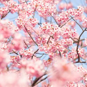 Four Seasons Trivia Quiz Spring