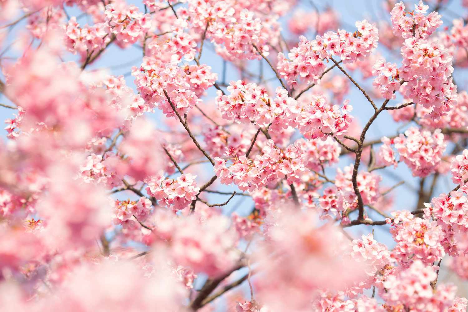 March Trivia Quiz Spring flowers