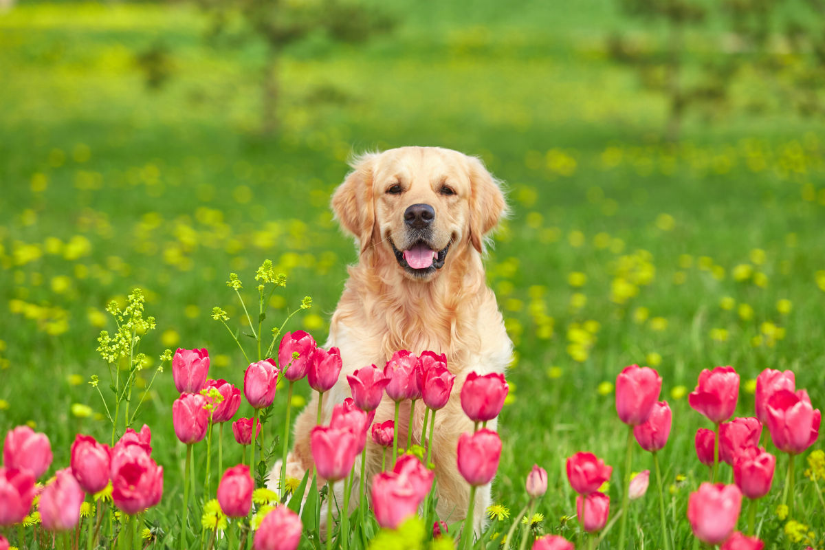 Pet dog with tulips spring flowers