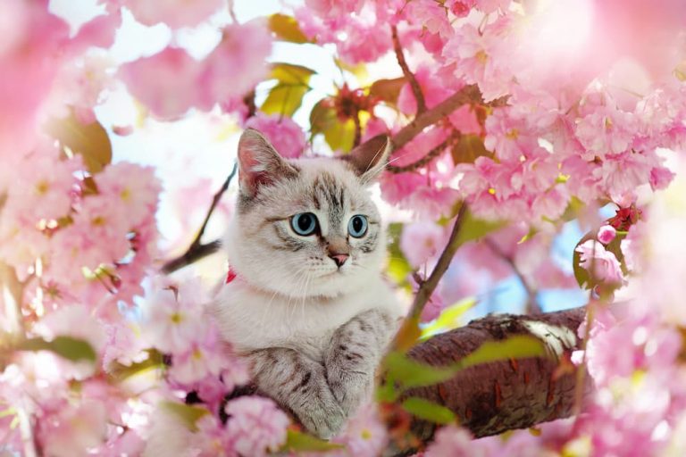 Pet cat with spring flowers