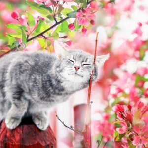 What Landscape Are You? Quiz Spring
