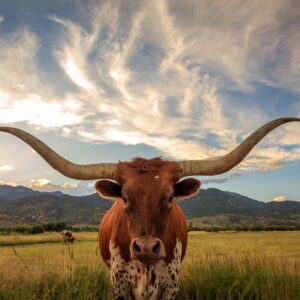Leap Year Trivia Questions And Answers Quiz Anthony, Texas