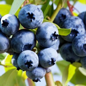 Which Dessert And Beverage Pairing Are You? Quiz Berry picking