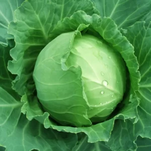 March Trivia Quiz Cabbage