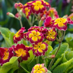 Flowers Soulmate Quiz Primrose