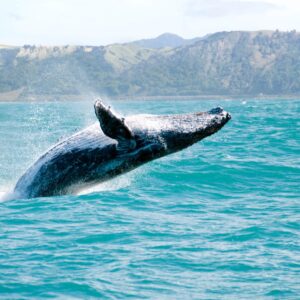 W Trivia Quiz Whale
