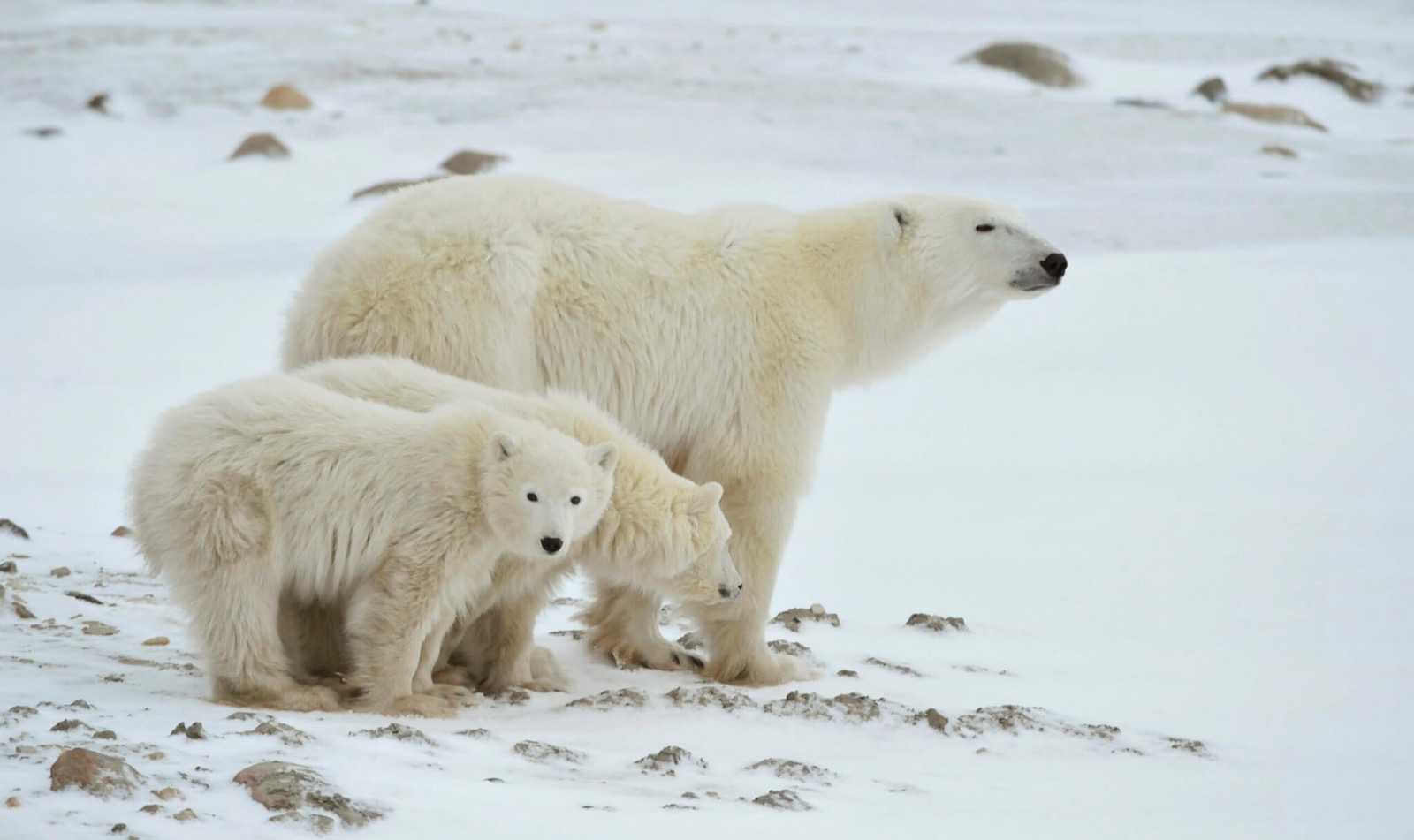 Polar Bear Trivia Quiz Polar Bear