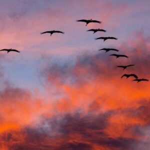 March Trivia Quiz Arrival of migratory birds