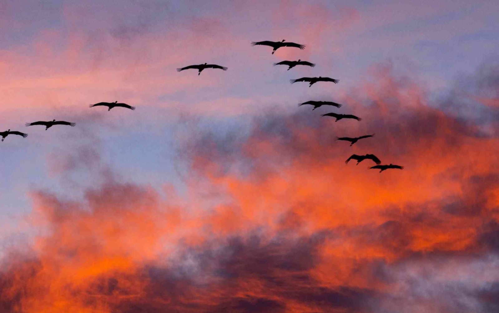 March Trivia Quiz Sandhill Cranes bird migration, Great Sand Dunes National Park, Colorado
