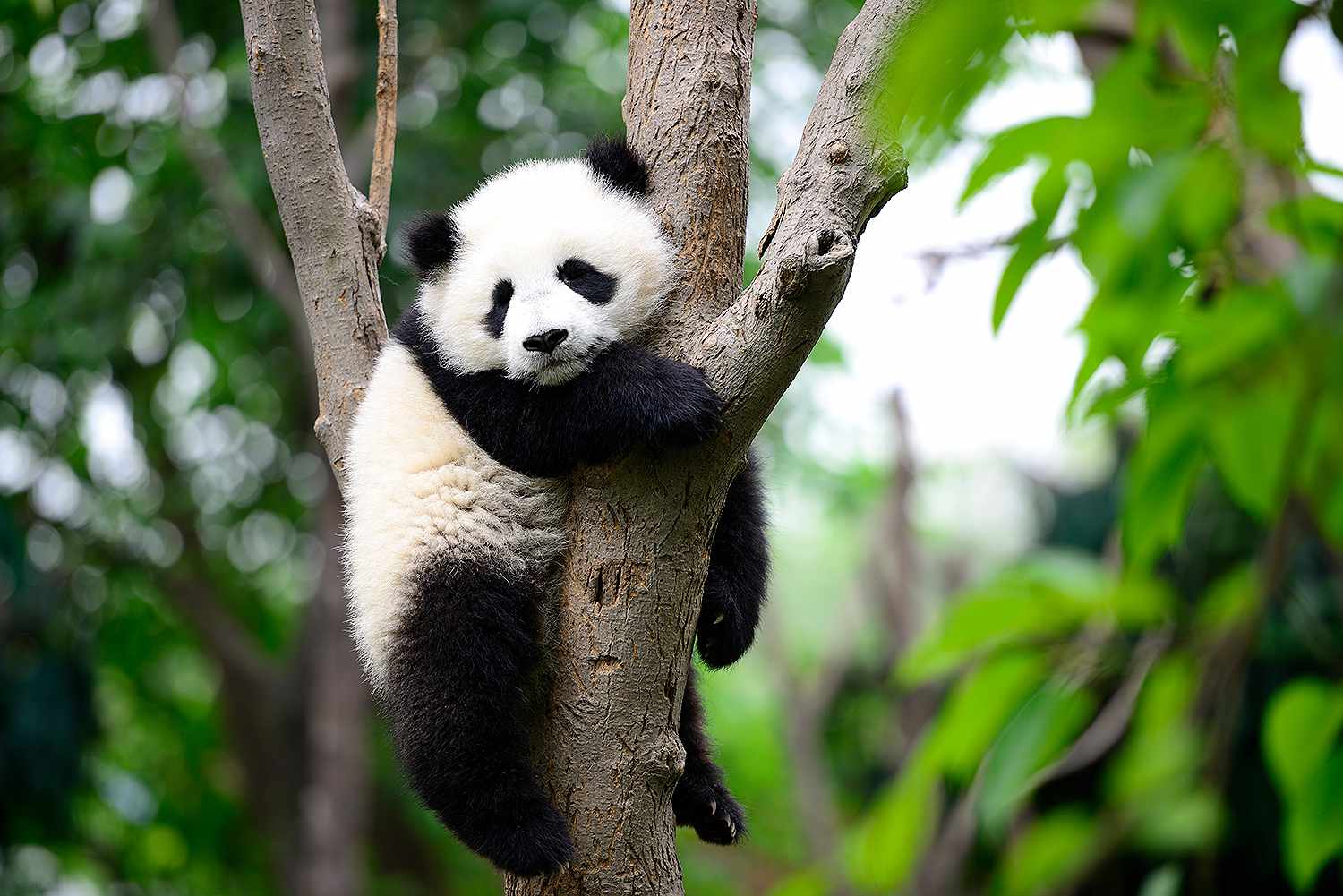 Panda Trivia Quiz Giant panda bear