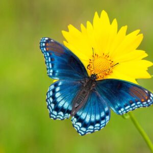 Which Spring Holiday Are You? Quiz Butterfly