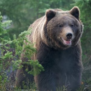 Animal Classification Quiz Mammal