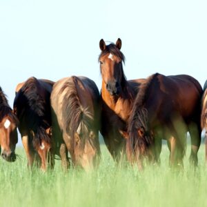 Guess The Rock Song Quiz Horses