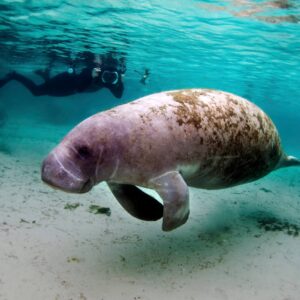 World Animal Day Quiz Manatee