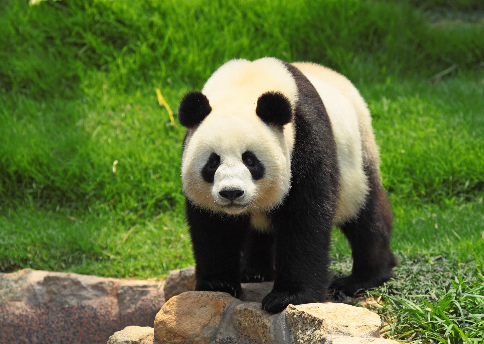Panda Trivia Quiz Giant panda bear