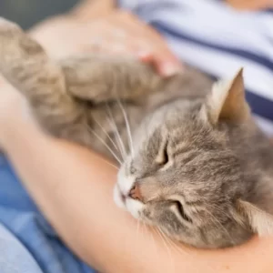 Which March Holiday Are You? Quiz Playing with pets or cuddling with animals