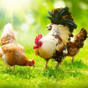 New Year's Food Quiz Poultry