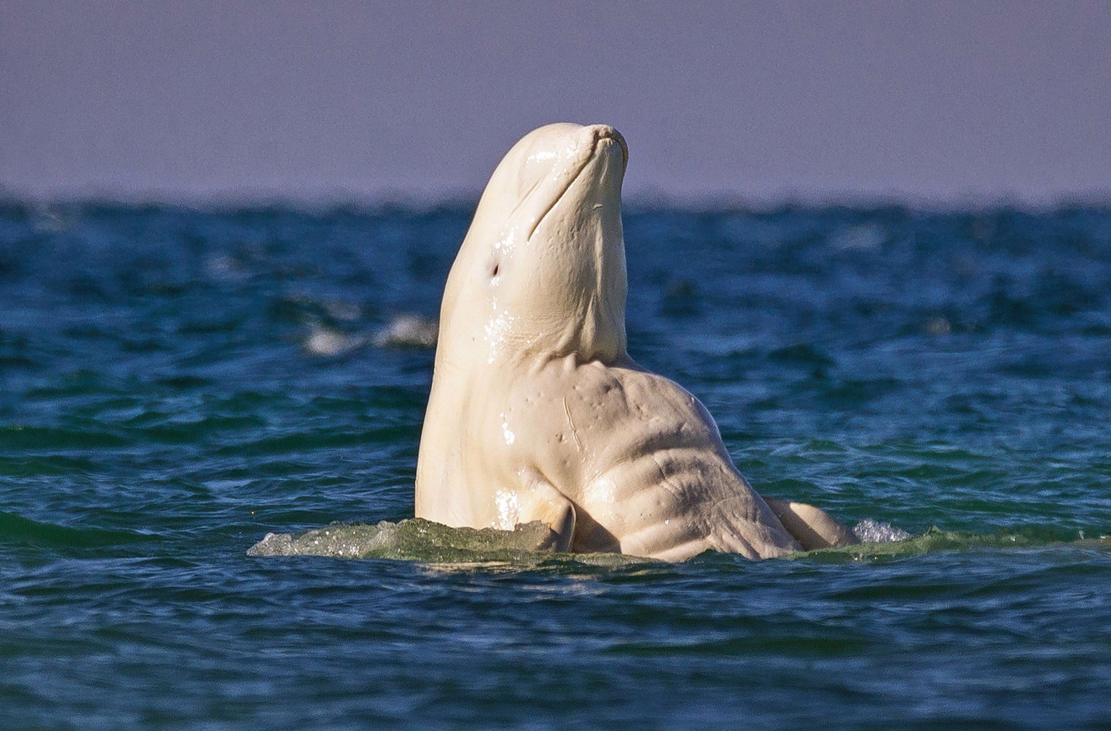 Beluga Trivia Quiz Beluga whale