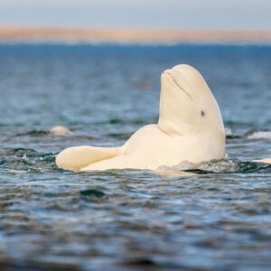 Pick Animals & Find Out Your True Season Quiz Beluga whale