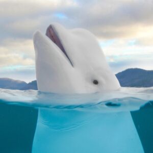 Summer Idioms Quiz whale
