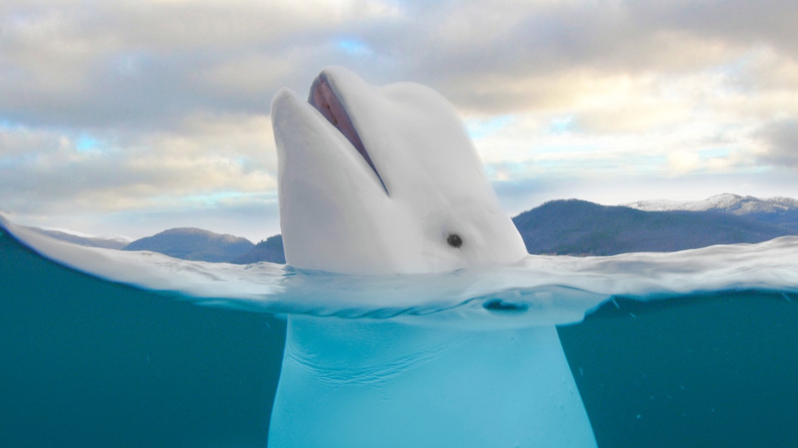 Hvaldimir the beluga whale