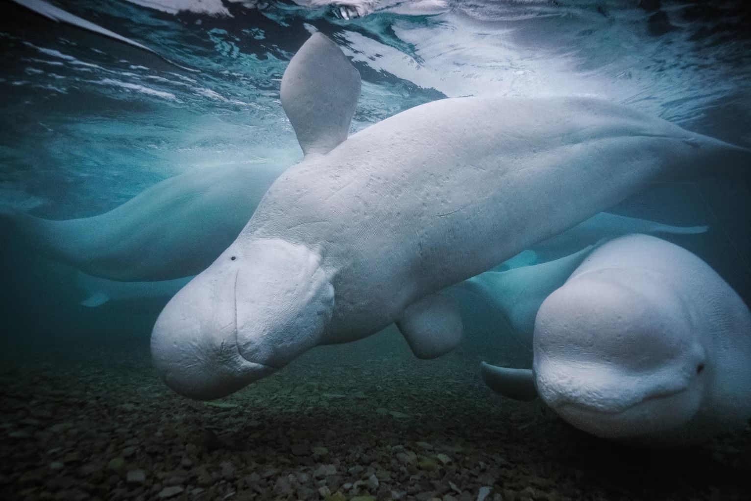 Beluga Trivia Quiz Beluga whales