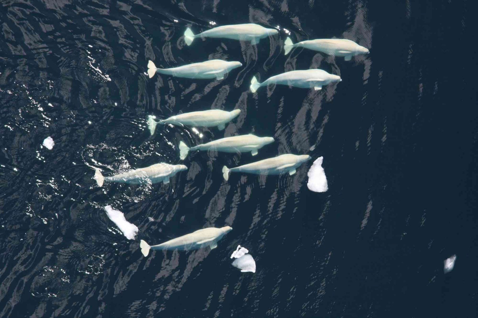 Beluga whale pod