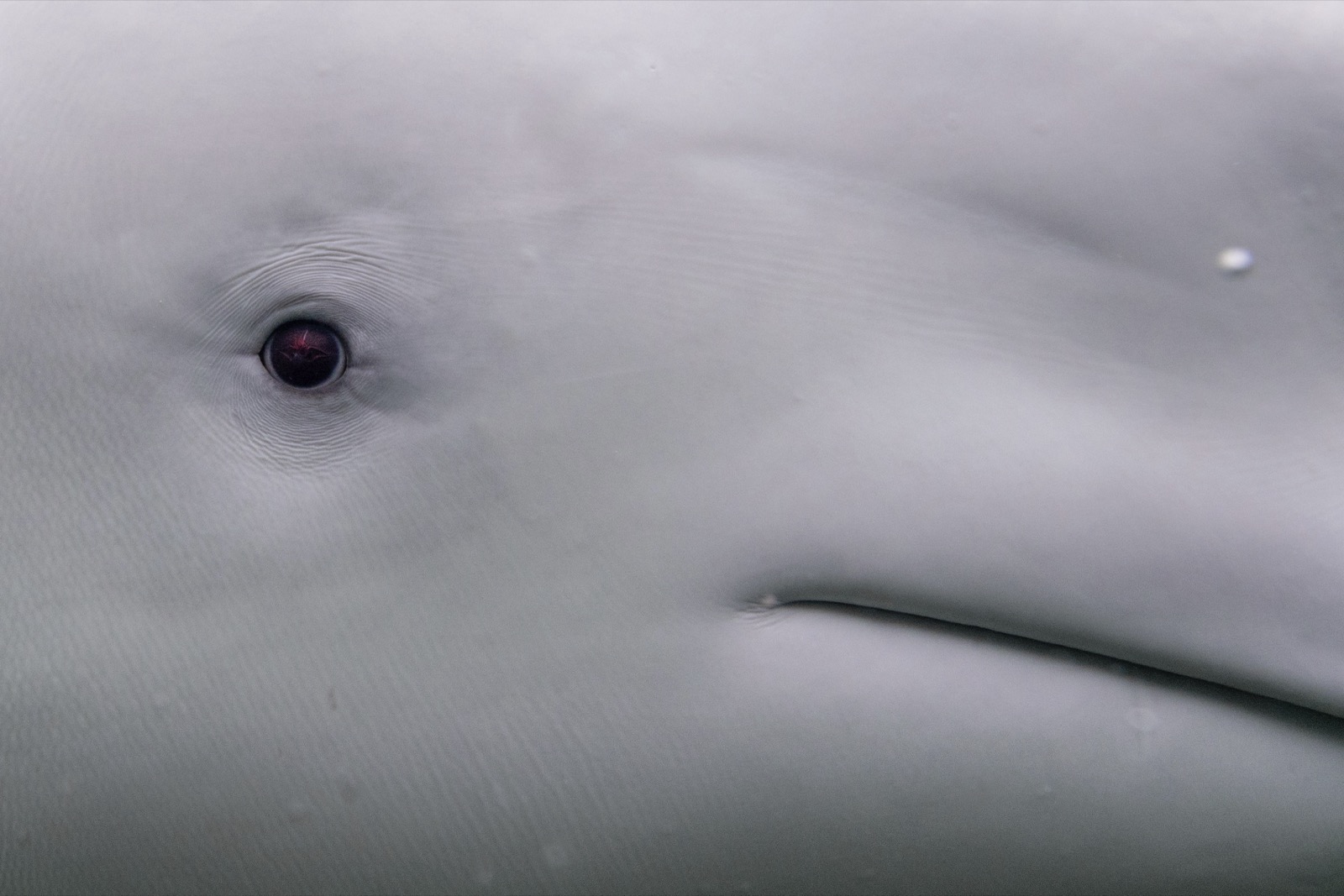 Beluga whale eye