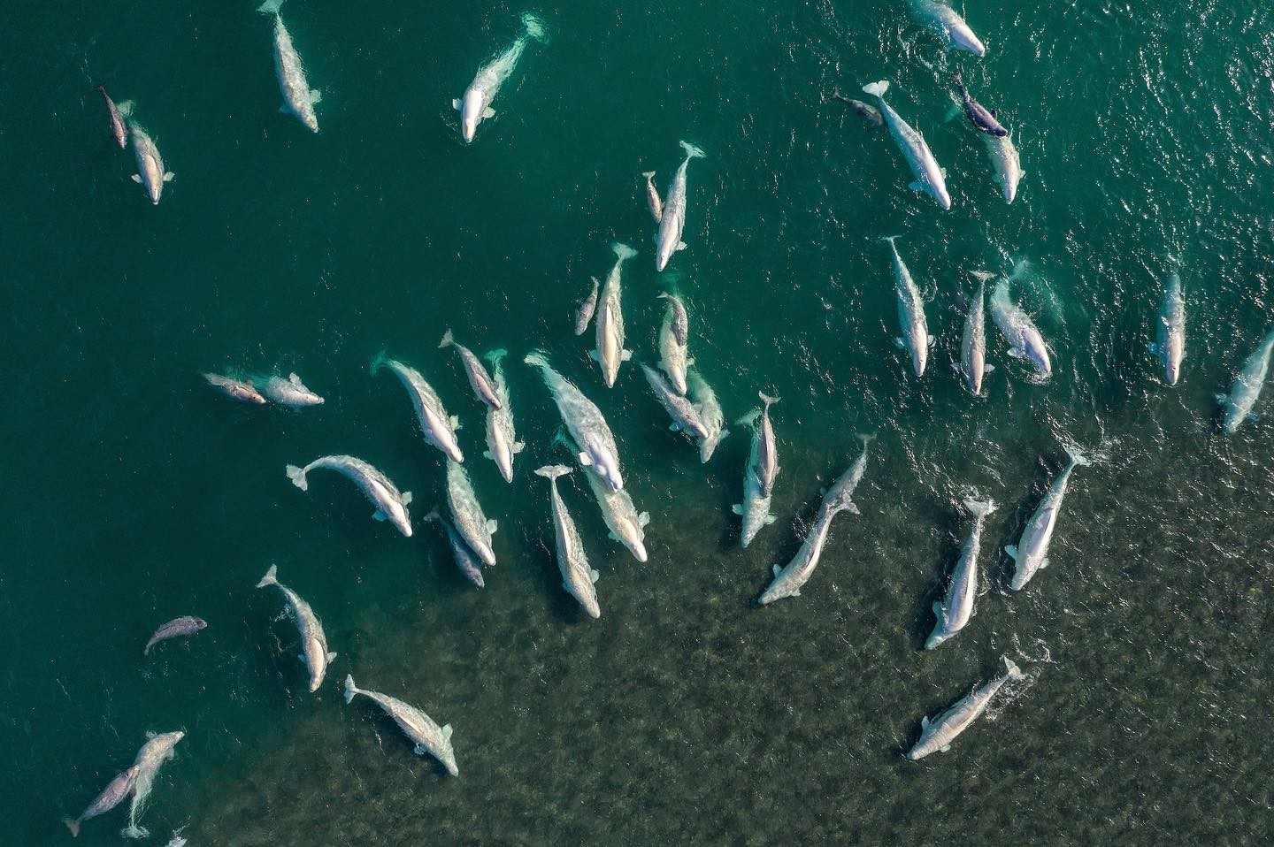 Beluga whales gather