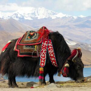 T In Geography Quiz Tibet