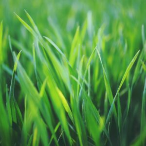 What Music Genre Am I? Quiz Freshly cut grass