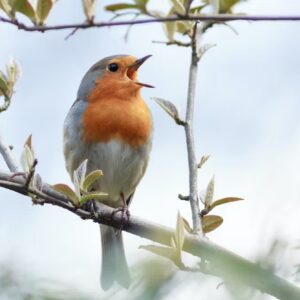 Are You A Desert, Forest, Mountain, Or Ocean? Quiz Birds chirping