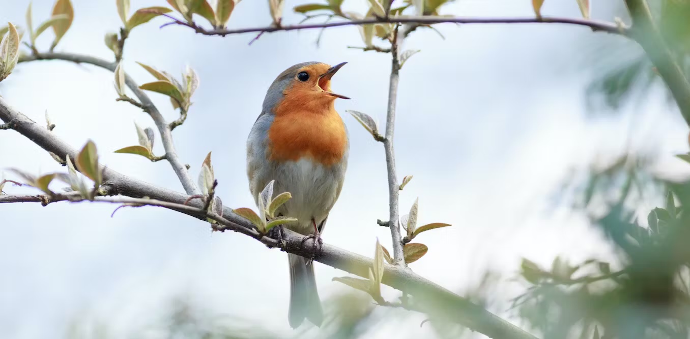 European robin birdsong