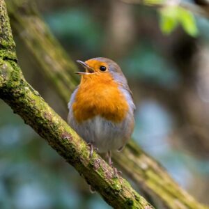 Which Easter Candy Are You? Quiz A cool morning with birds chirping