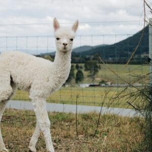 What Landscape Are You? Quiz A countryside farmstay with animals