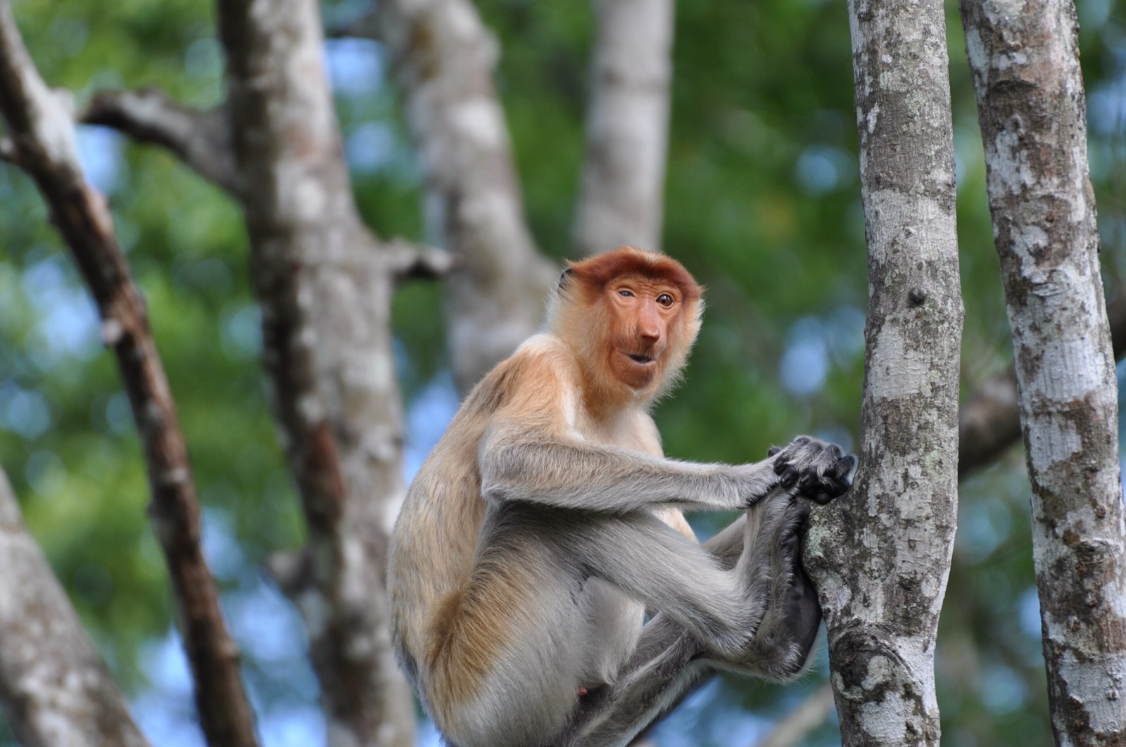 Proboscis monkey in Borneo and Brunei