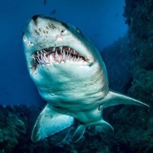 Marine Biology Trivia Quiz Shark