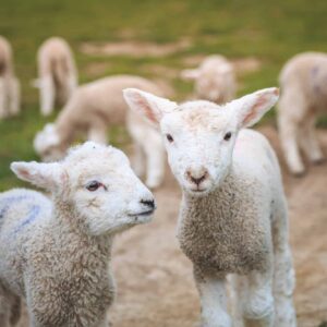 Guess The Book Titles Quiz Lambs