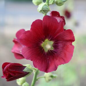 Irish Trivia Quiz Hollyhock
