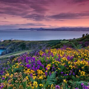 Are You A Desert, Forest, Mountain, Or Ocean? Quiz Wildflower