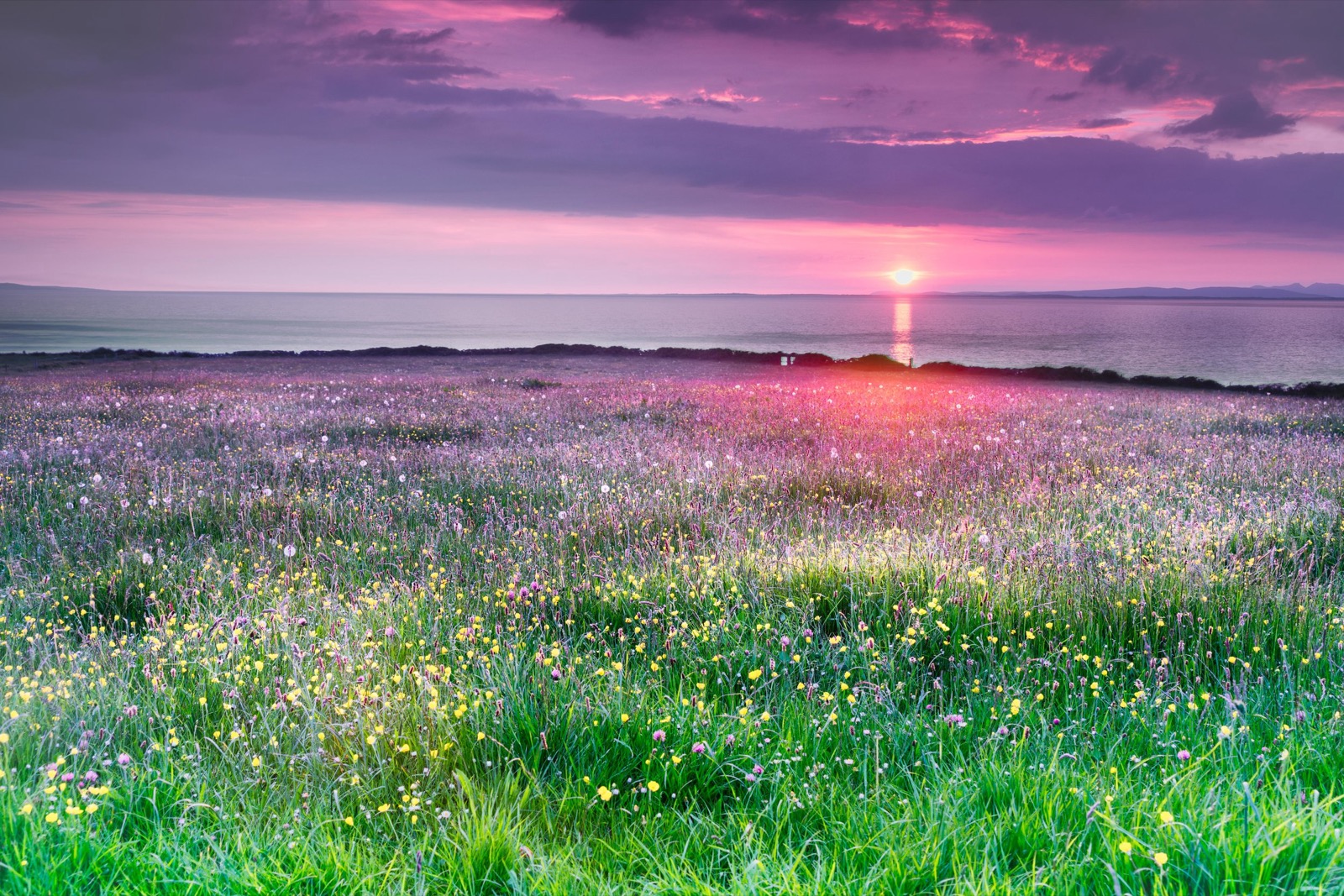 Irish Trivia Quiz Wildflowers in Burren, Clare, Ireland at sunset